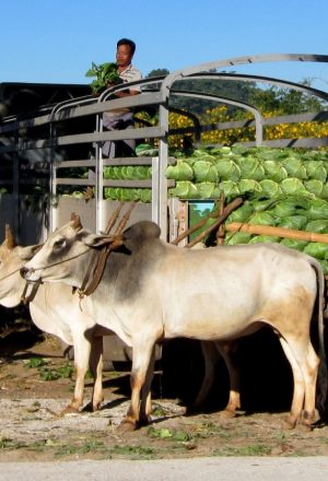 Burma Classic Cycling Holiday 41