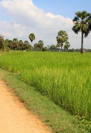 Cambodia to Vietnam Cycling Holiday 4