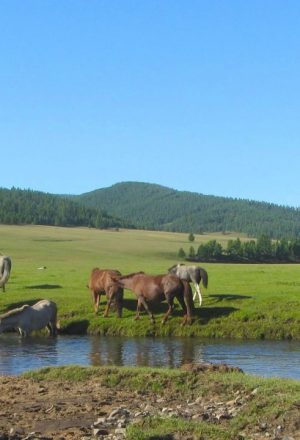 A herd of Mongolian horses grazing and drinking along a river in the Mongolian steppe