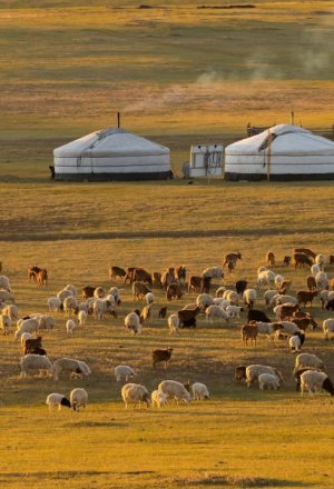 A traditional Mongolian herders camp on the steppe