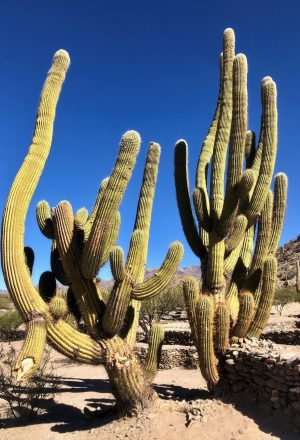 Argentina - Andes to Salt Flats Cycling Holiday 22