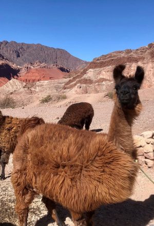 Argentina - Andes to Salt Flats Cycling Holiday 6