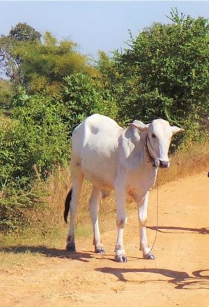 Cambodia Cycling Holiday 12
