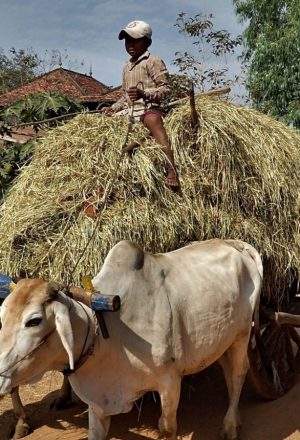 Cambodia Cycling Holiday 31