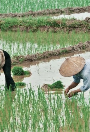 Cambodia Cycling Holiday 35