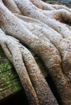 Cambodia Cycling Holiday 4