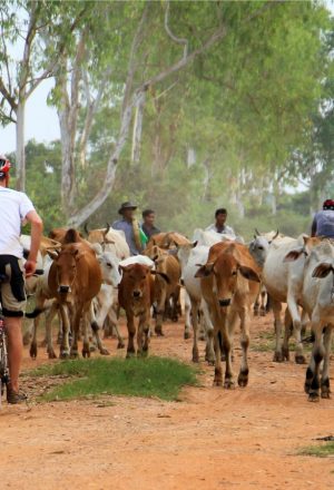 Cambodia Cycling Holiday 6