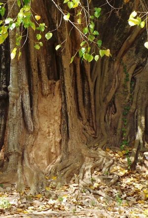 Cambodia Cycling Holiday 7