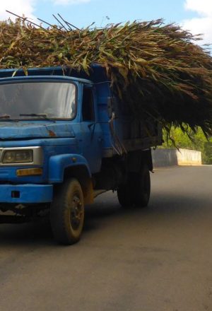 Cycling past a local farmer in China