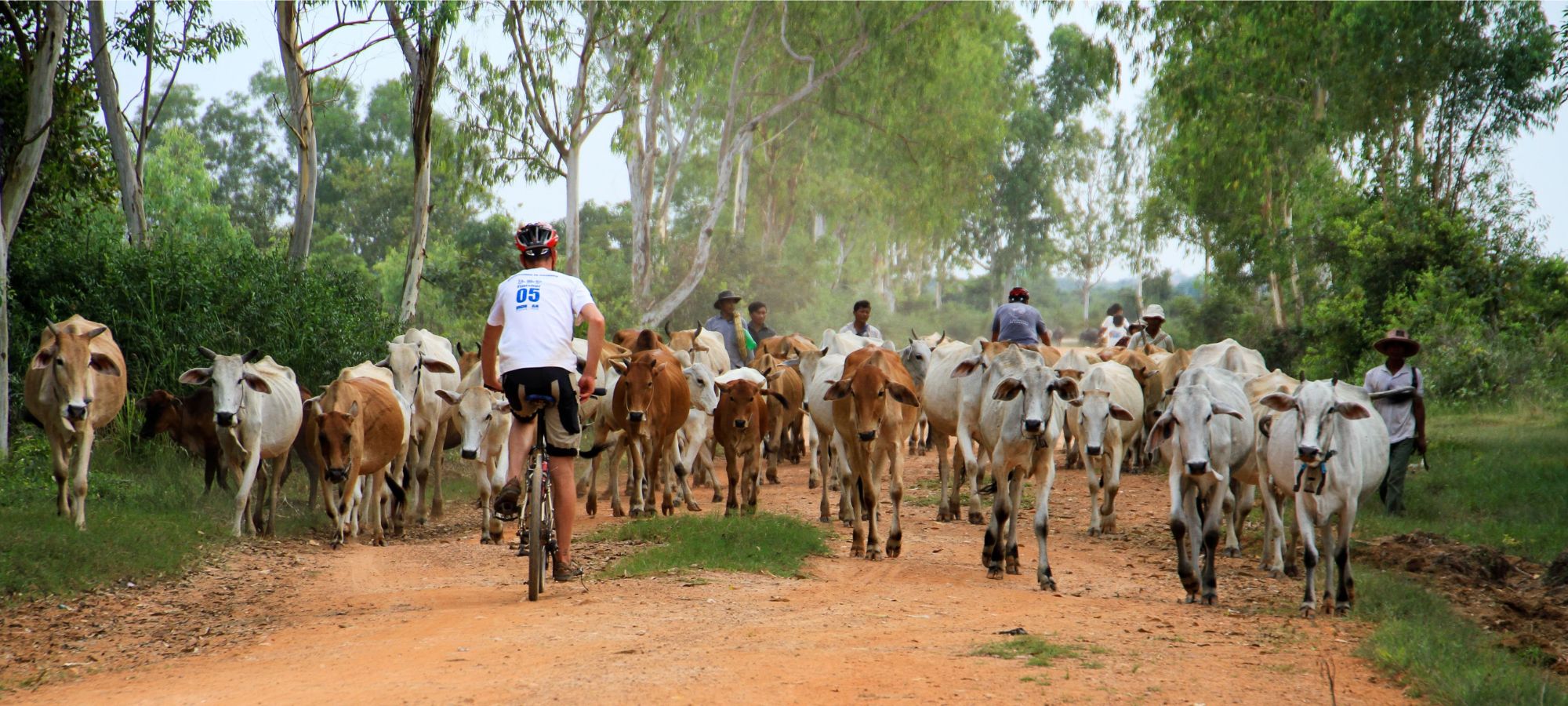 Cycling through a herd of cattle in the Cambodia Countryside