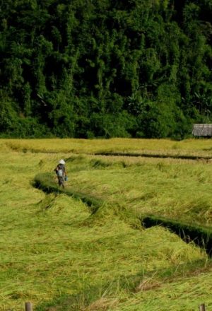 Laos Cycling Holiday 90