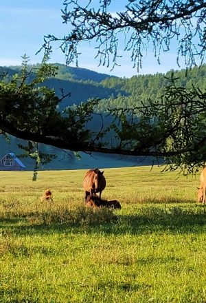 Mongolia Bulgan Cycling Holiday 1