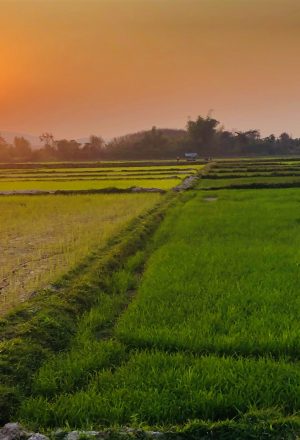 North Thailand Cycling Holiday 1