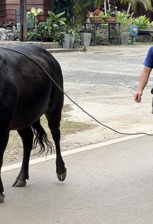 North Thailand Cycling Holiday 14
