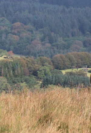 Scotland Cairngorms and Speyside Self-Guided Cycling Holiday 5