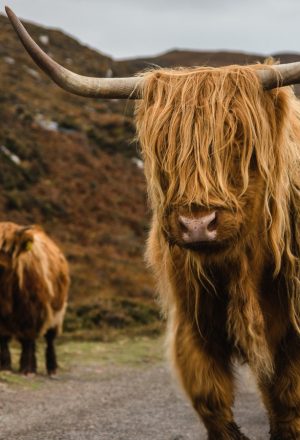 Scotland Far North Self-Guided Cycling Holiday 1