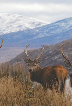 Scotland Far North Self-Guided Cycling Holiday 14