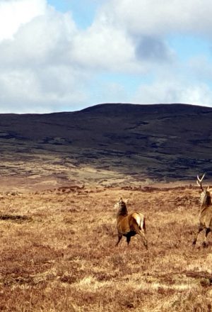 Scotland Remote Highlands Cycling Holiday 10