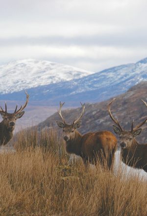 Scotland The Wild West Cycling Holiday 1